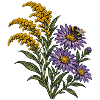 Goldrute-Aster-Hummel
