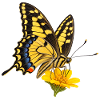 Schmetterling Koenigs page