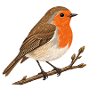 Rotkehlchen auf Zweig – Gartenvogel
