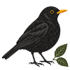 Amsel mit Blättern – Gartenvogel