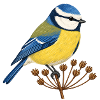Blaumeise auf Samenstand – Gartenvogel