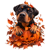 Rottweiler aus dem Kürbis