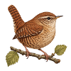 Zaunkönig auf Zweig – Gartenvogel