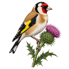 Stieglitz auf Distel – Gartenvogel