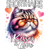 Exotische Kurzhaarkatze Liebe