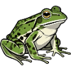 Frosch 