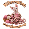 Winterschlaf Sphynx