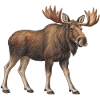 Majestätischer Elch
