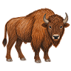 Europäischer Bison