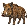 Europäische Wildschweine