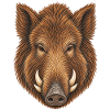 Eurofischer Wildschweinkopf