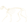 Skelett Katze
