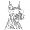 Dobermann mit Sonnenbrille Skizze