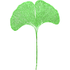 Gingko Blatt