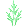 Blatt / Rittersporn - Garten & Natur