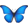 Azurblaue Schmetterlingsflügel