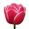 Rosa Tulpenblüte