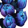 Indigo-Blüten-Tulpen