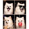 Hunde Zwergspitz Hund
