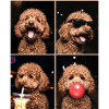 Hunde Pudel Hund