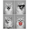 Hunde Zwergspitz Hund
