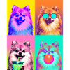 Hunde Zwergspitz Hund