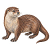 Europäischer Otter