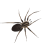 Happy Halloween Spinne - Gruselschrift