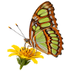 Schmetterling Malachit