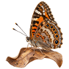Schmetterling Mauerfuchs