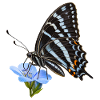 Schmetterling Schwarzer Tiger