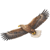 Weißwedeladler im majestätischen Flug