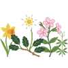 Bunte Narzisse · Blumen · Blumenstrauß