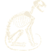 Skelett Katze