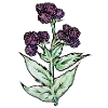 Purple Bloom Botanicals