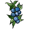 Blaubeer-Aquarellcluster