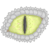 Drachenauge