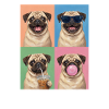 Hunde Mops Hund