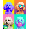 Hunde Pudel Hund