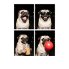 Hunde Mops Hund