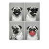 Hunde Mops Hund
