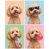 Hunde Pudel Hund