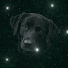 Weltraumhund im Sternenmeer