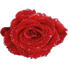 Crimson Dew Rose