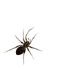 Crazy Spider Lady - Spinnen Liebhaberin