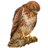 Bussard