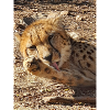Gepard in seidigem Nap
