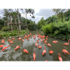 Flamingos im Sumpf