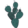 Teal-Kaktus-Cluster