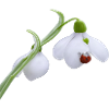 Schneeglöckchen-Marienkäferblüte